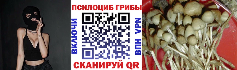 Псилоцибиновые грибы Psilocybine cubensis Белинский
